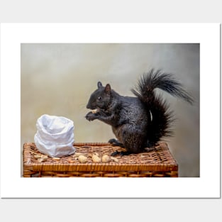 Black squirrel enjoys a bag of peanuts Posters and Art